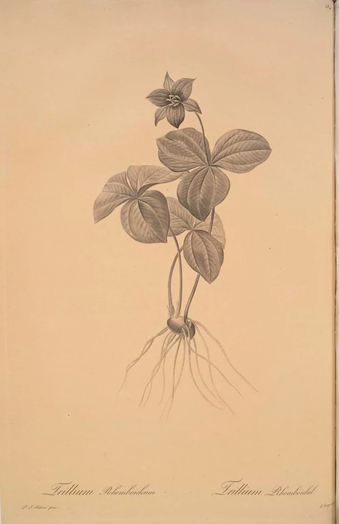 An illustration from Les liliacées, 1805, leaf 138