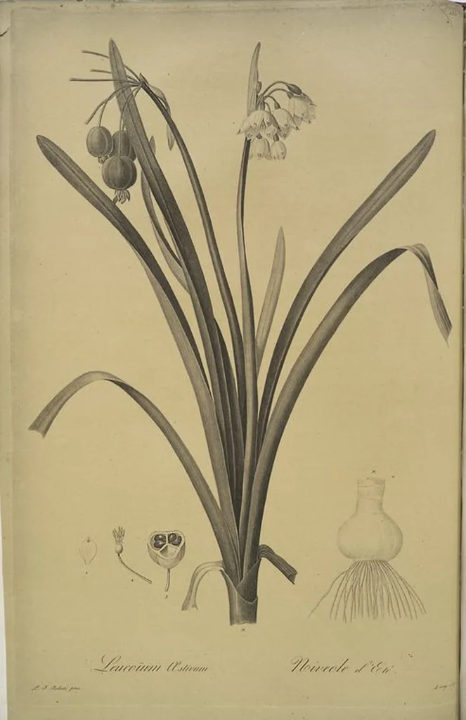 An illustration from Les liliacées, 1805, leaf 139