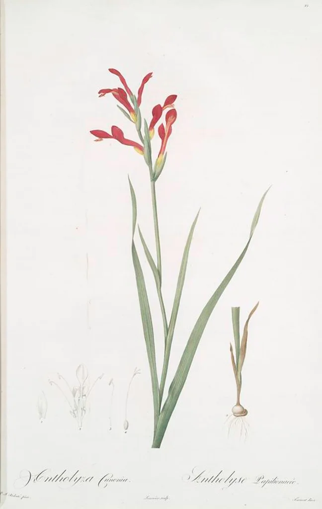 An illustration from Les liliacées, 1805, leaf 14