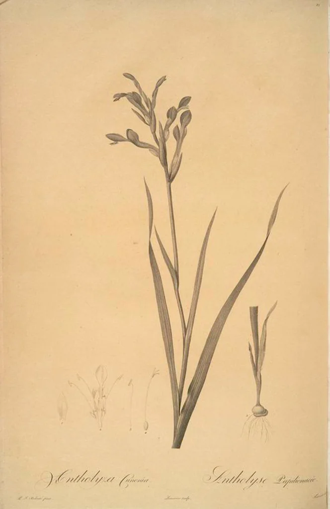 An illustration from Les liliacées, 1805, leaf 14