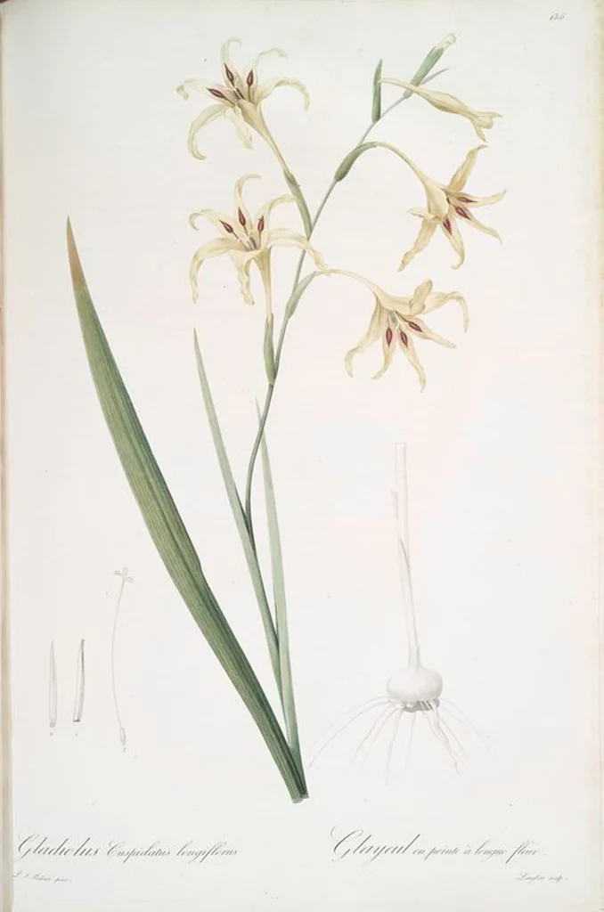 An illustration from Les liliacées, 1805, leaf 140