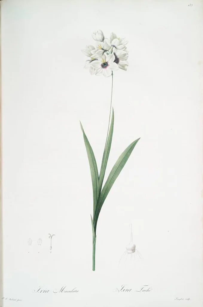 An illustration from Les liliacées, 1805, leaf 141
