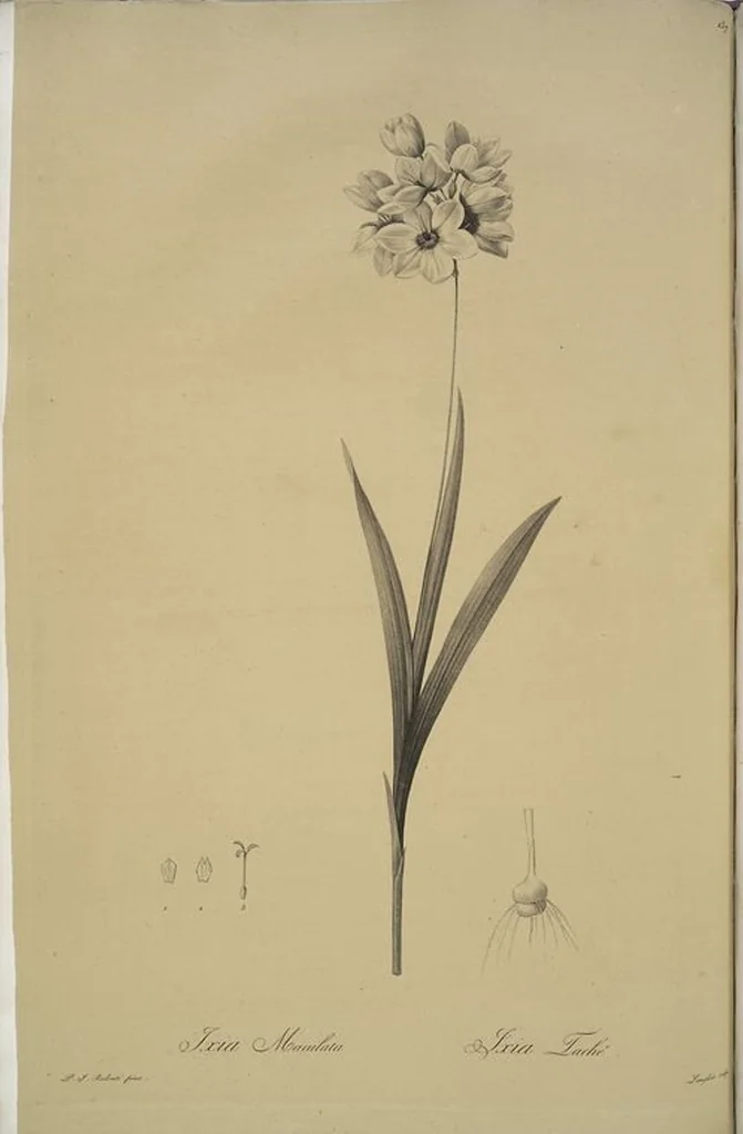 An illustration from Les liliacées, 1805, leaf 141
