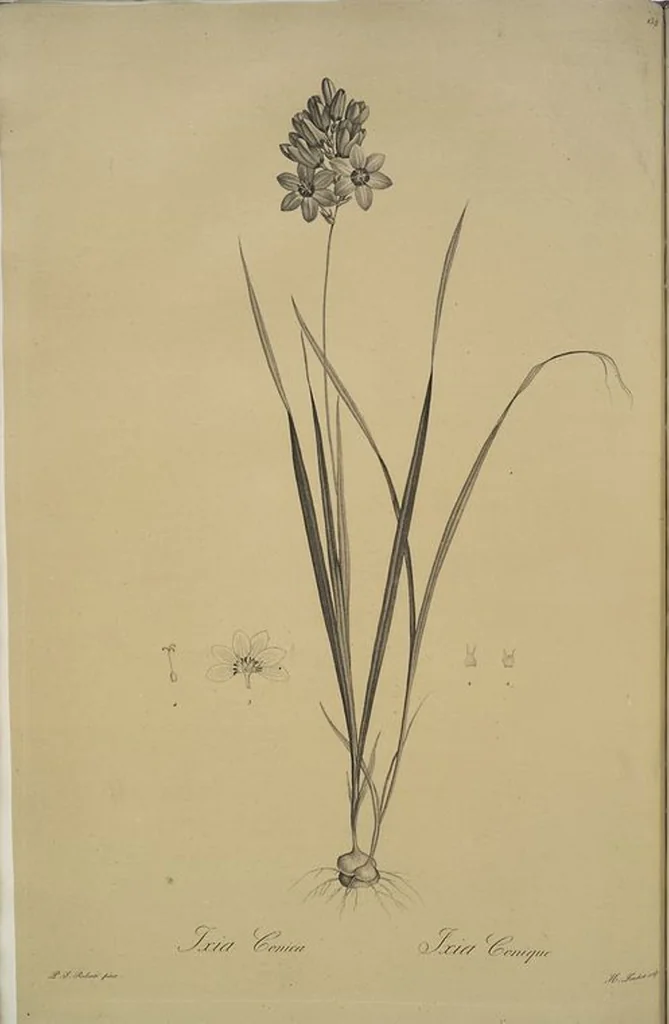 An illustration from Les liliacées, 1805, leaf 142