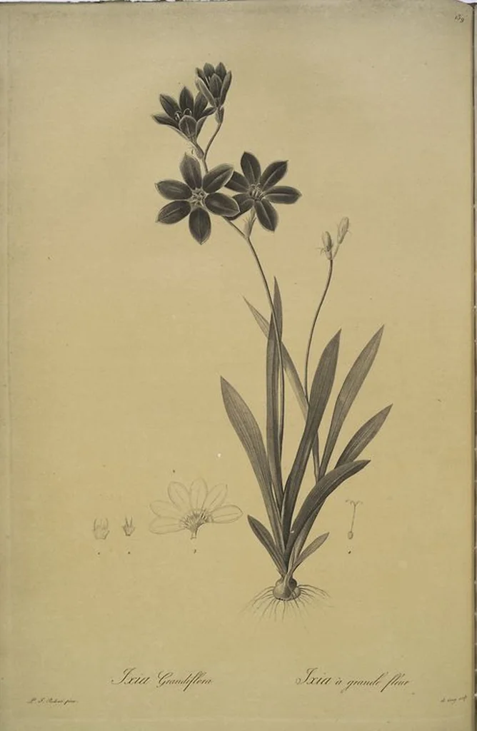 An illustration from Les liliacées, 1805, leaf 143