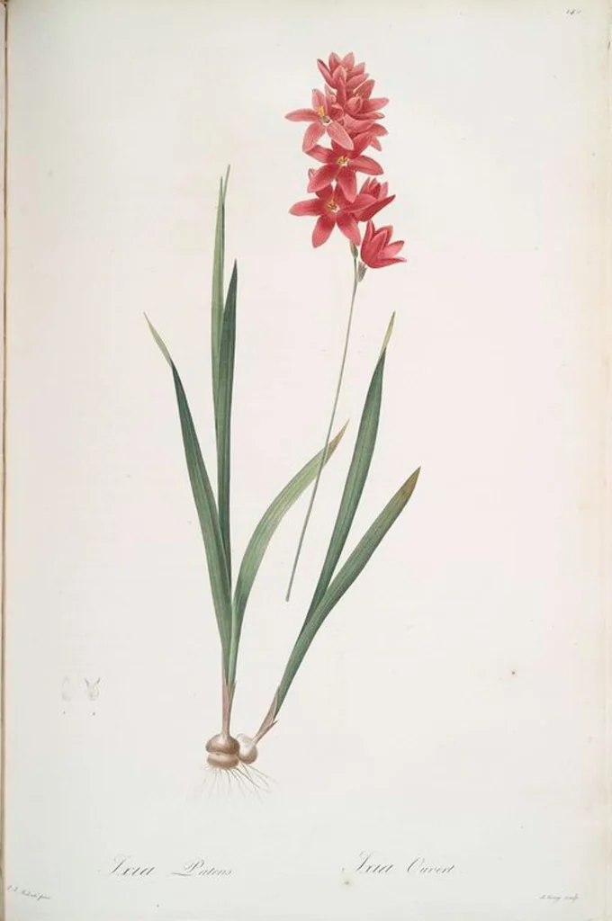 An illustration from Les liliacées, 1805, leaf 144