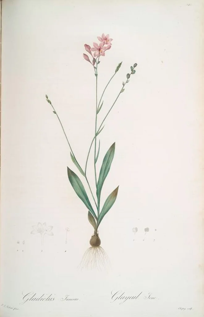An illustration from Les liliacées, 1805, leaf 145