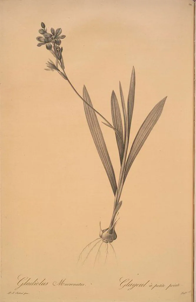 An illustration from Les liliacées, 1805, leaf 146