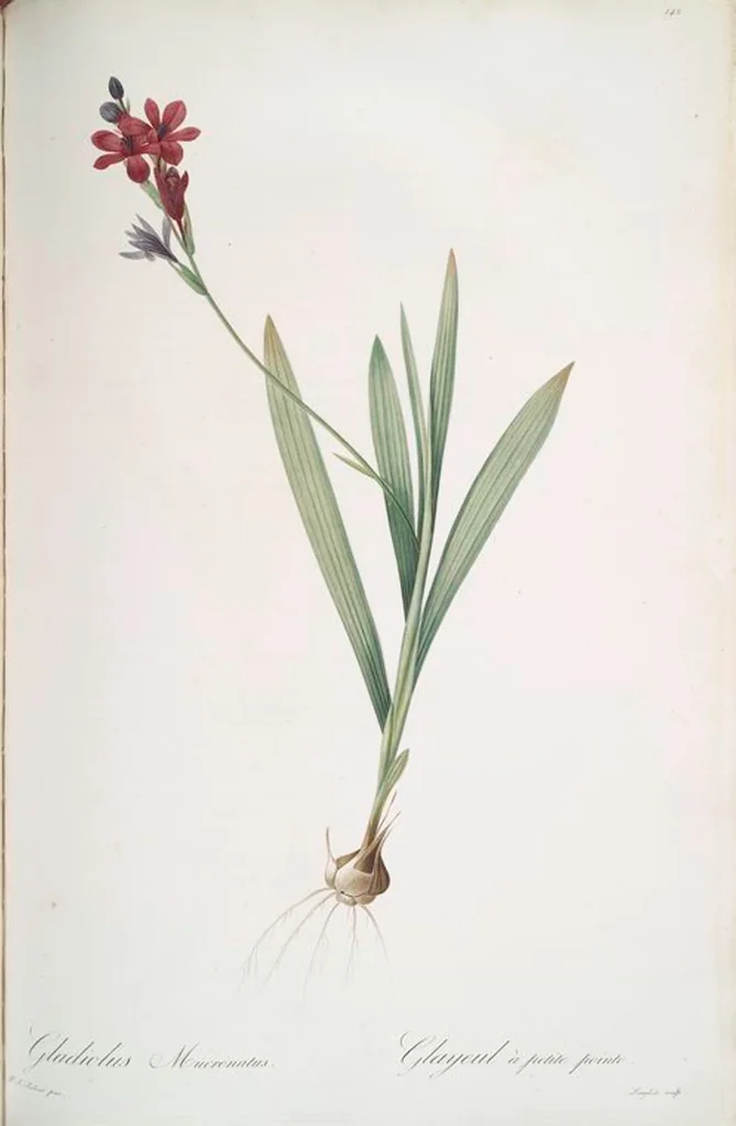 An illustration from Les liliacées, 1805, leaf 146