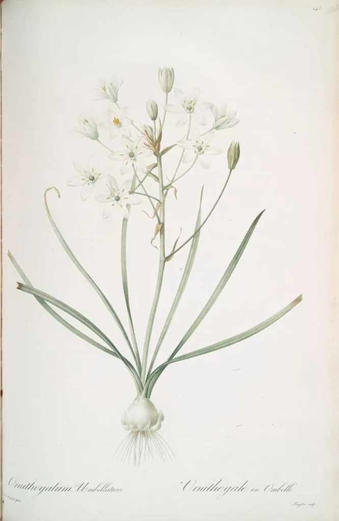 An illustration from Les liliacées, 1805, leaf 147
