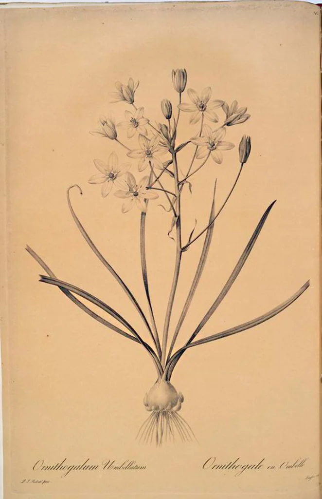 An illustration from Les liliacées, 1805, leaf 147