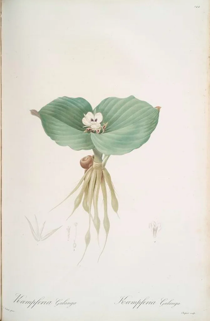 An illustration from Les liliacées, 1805, leaf 148