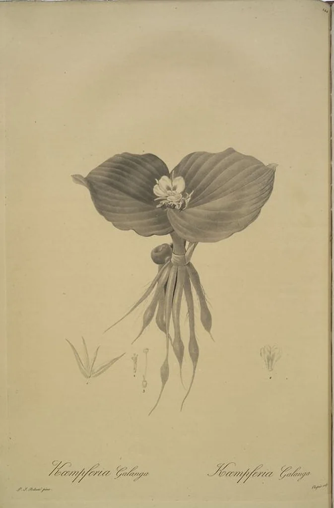 An illustration from Les liliacées, 1805, leaf 148