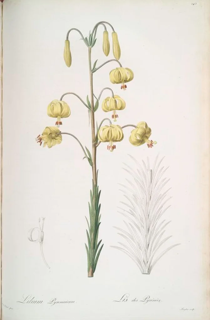 An illustration from Les liliacées, 1805, leaf 149