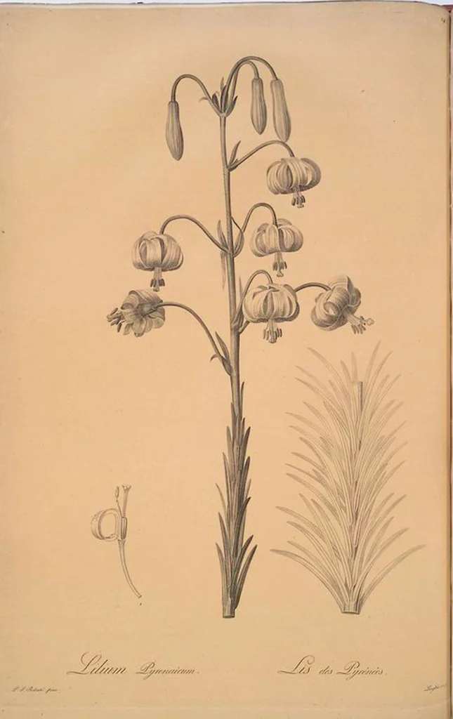 An illustration from Les liliacées, 1805, leaf 149