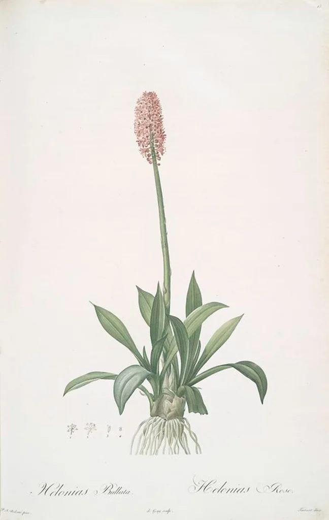 An illustration from Les liliacées, 1805, leaf 15