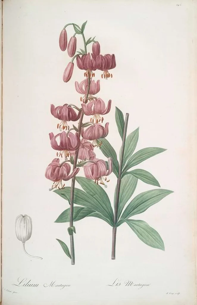 An illustration from Les liliacées, 1805, leaf 150