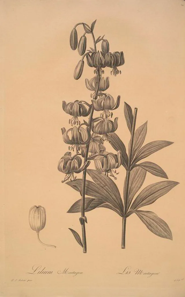 An illustration from Les liliacées, 1805, leaf 150
