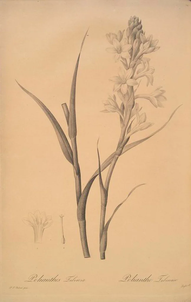 An illustration from Les liliacées, 1805, leaf 151