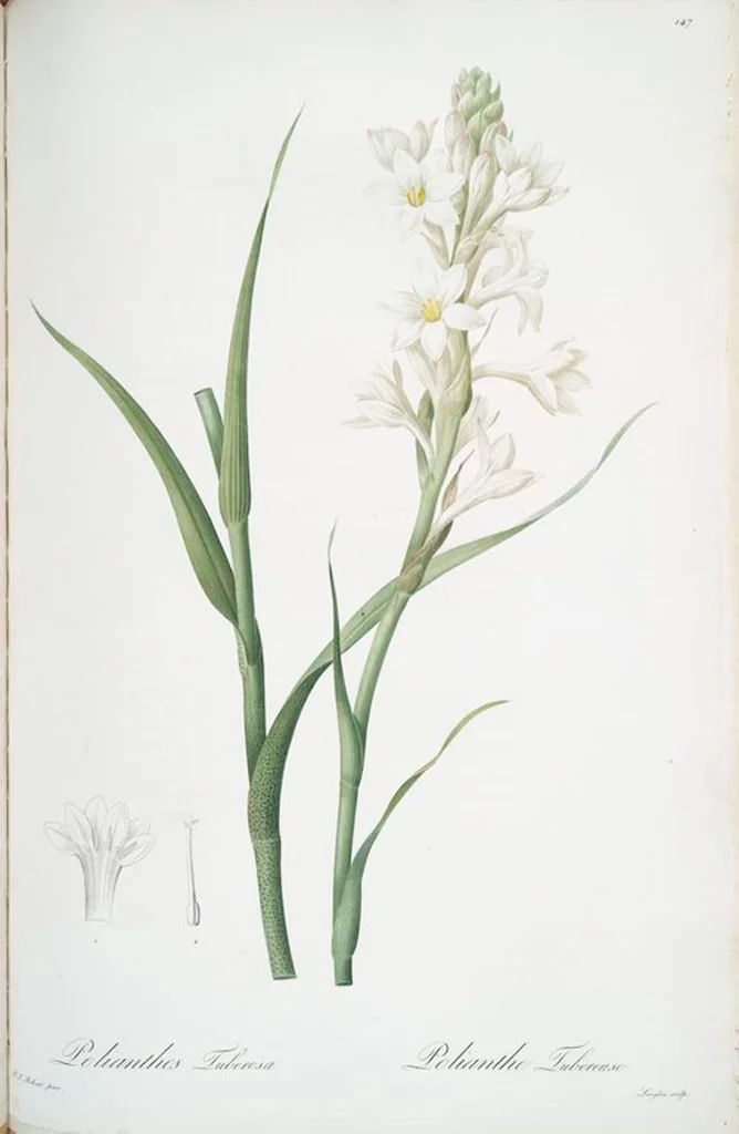 An illustration from Les liliacées, 1805, leaf 151