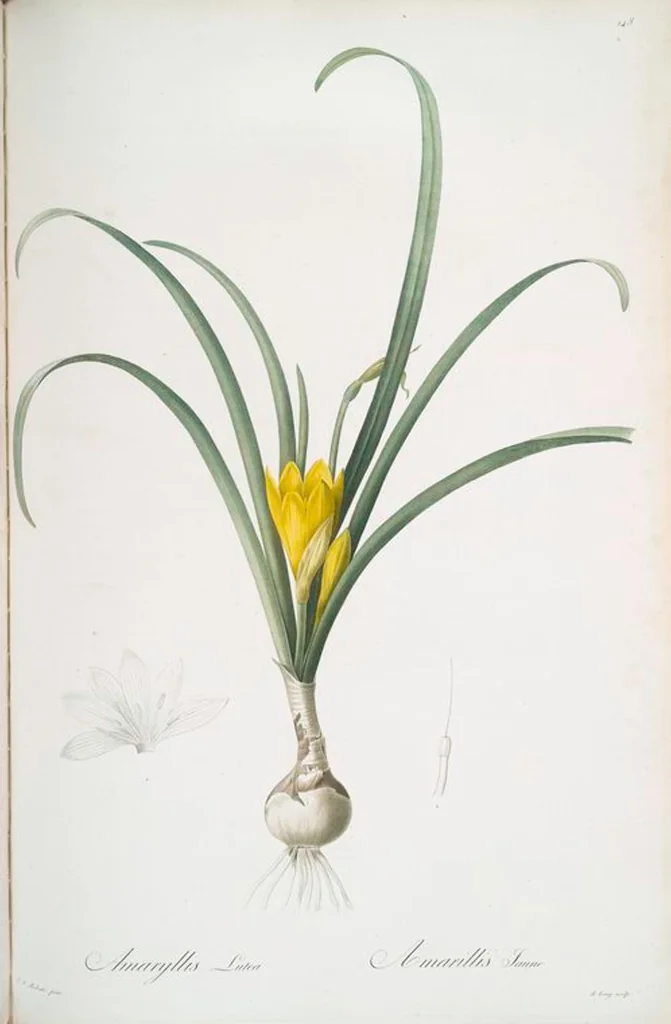 An illustration from Les liliacées, 1805, leaf 152