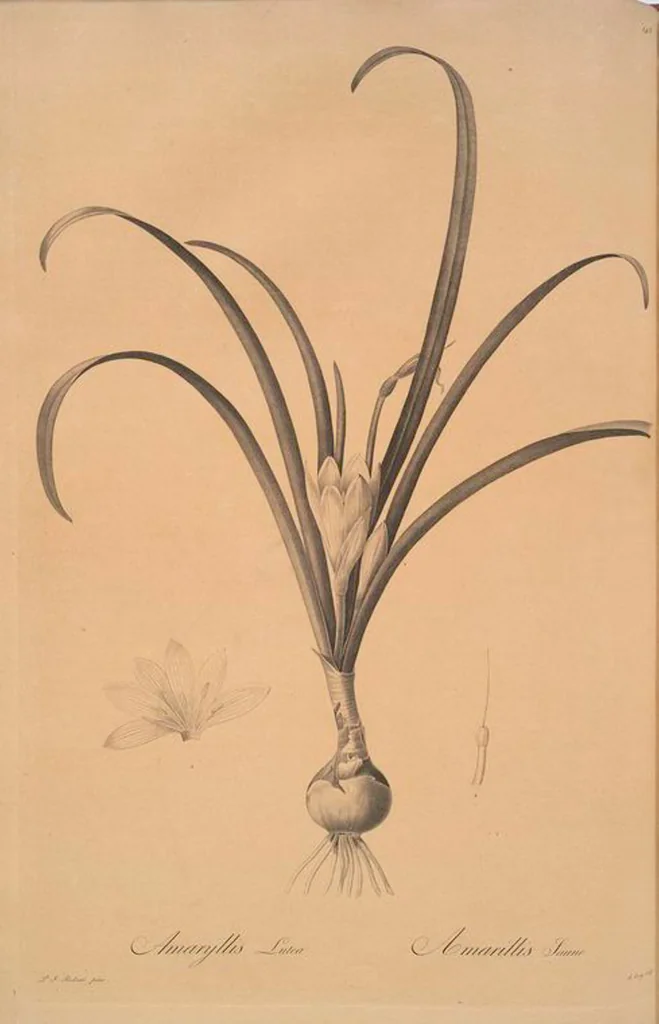 An illustration from Les liliacées, 1805, leaf 152