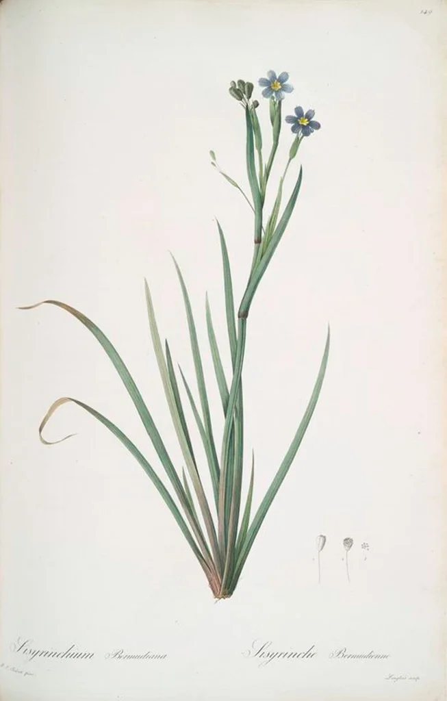 An illustration from Les liliacées, 1805, leaf 153