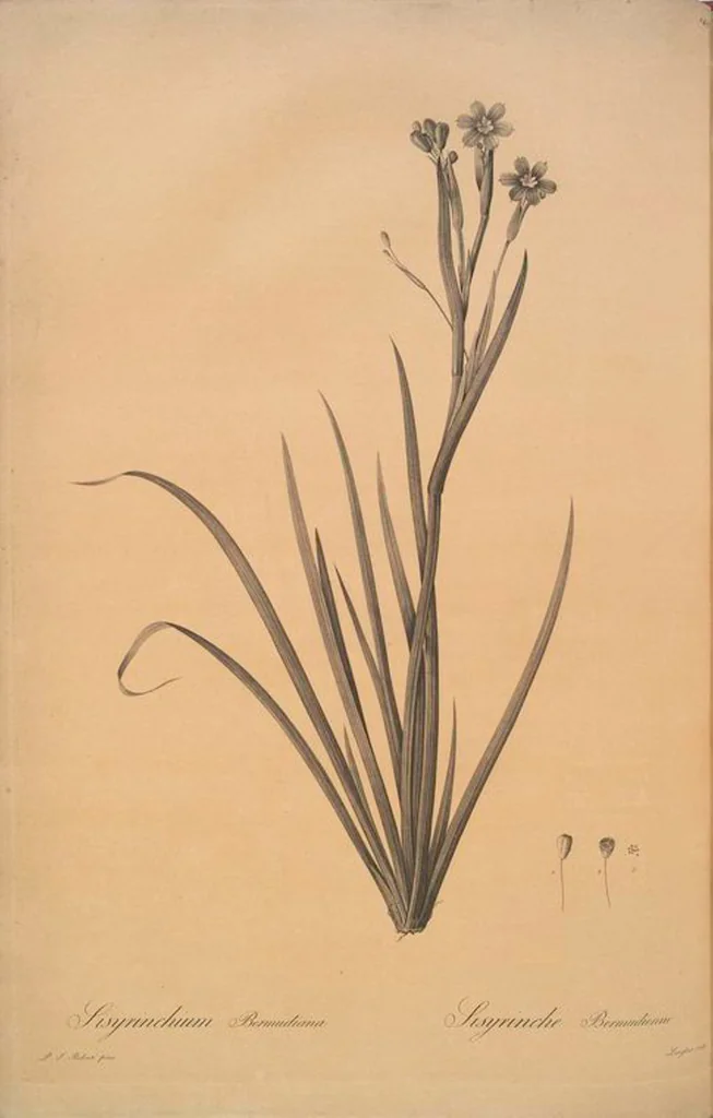 An illustration from Les liliacées, 1805, leaf 153