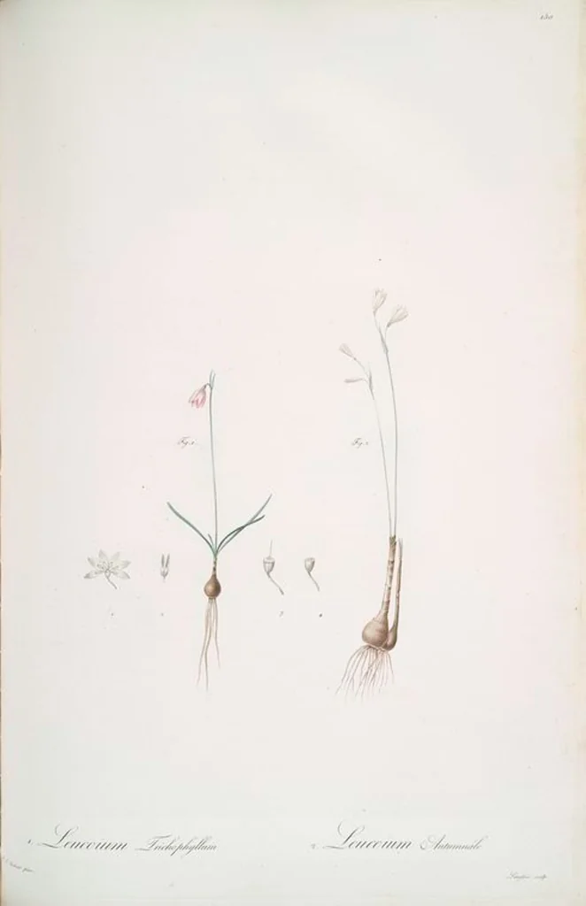 An illustration from Les liliacées, 1805, leaf 154