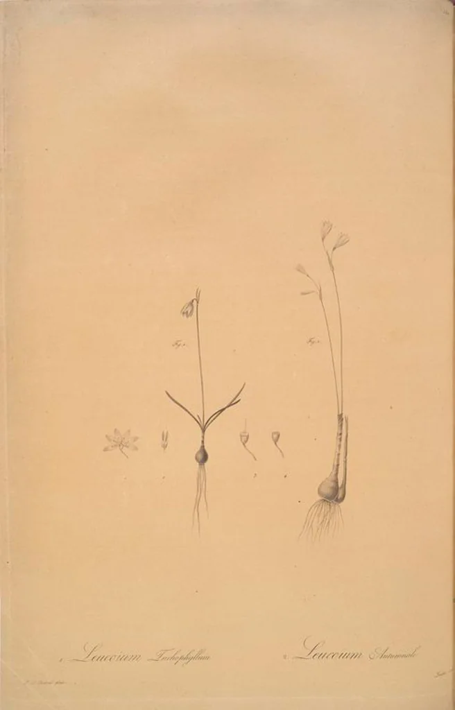 An illustration from Les liliacées, 1805, leaf 154