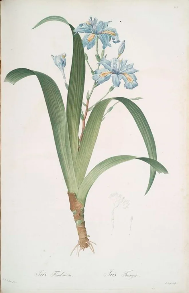 An illustration from Les liliacées, 1805, leaf 156