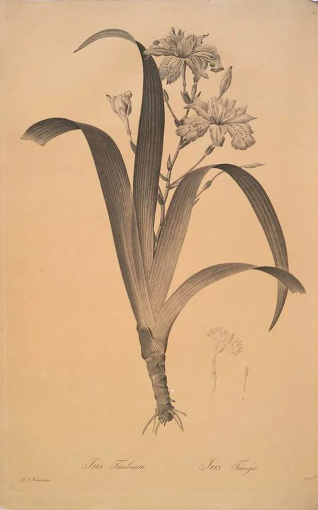 An illustration from Les liliacées, 1805, leaf 156