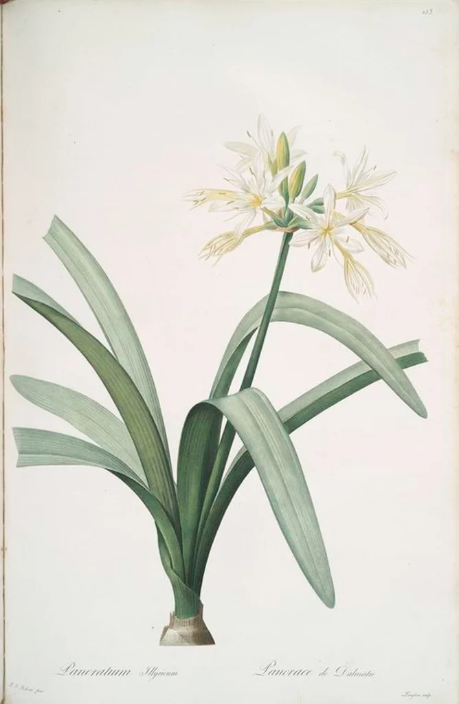 An illustration from Les liliacées, 1805, leaf 157