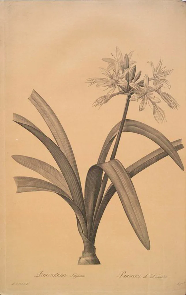 An illustration from Les liliacées, 1805, leaf 157
