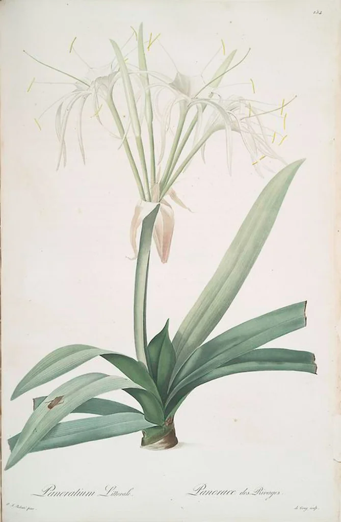 An illustration from Les liliacées, 1805, leaf 158