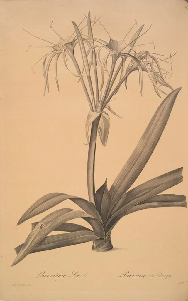An illustration from Les liliacées, 1805, leaf 158