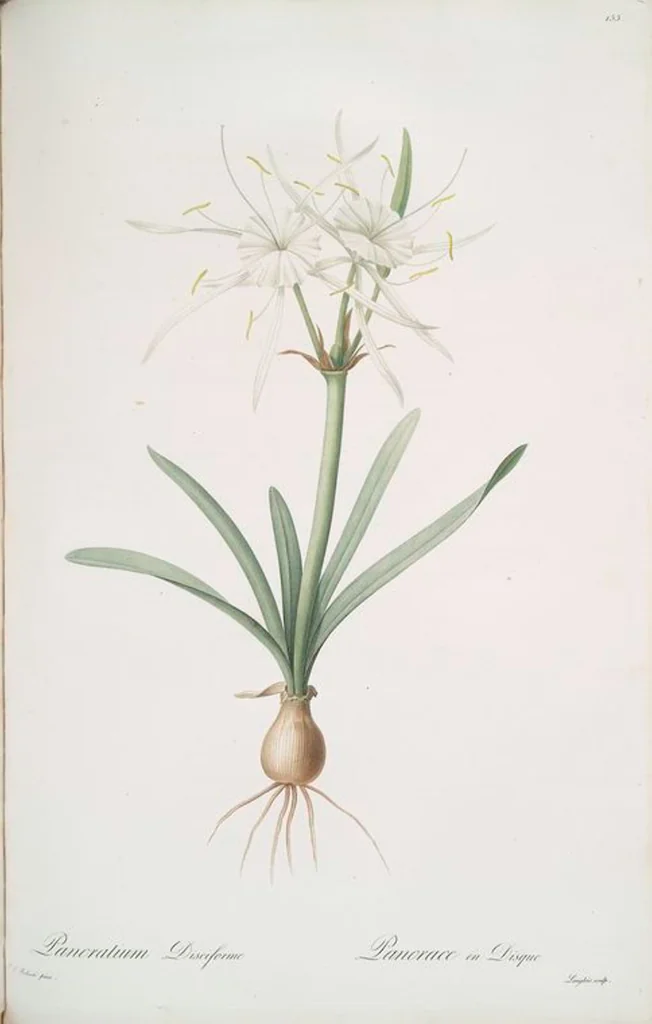 An illustration from Les liliacées, 1805, leaf 159