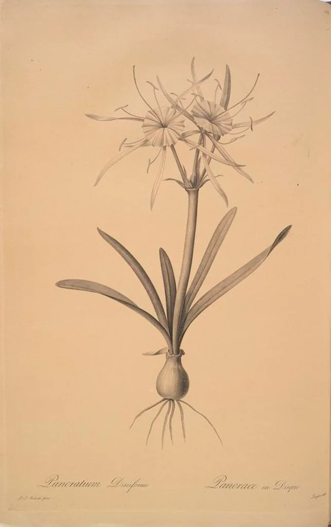 An illustration from Les liliacées, 1805, leaf 159