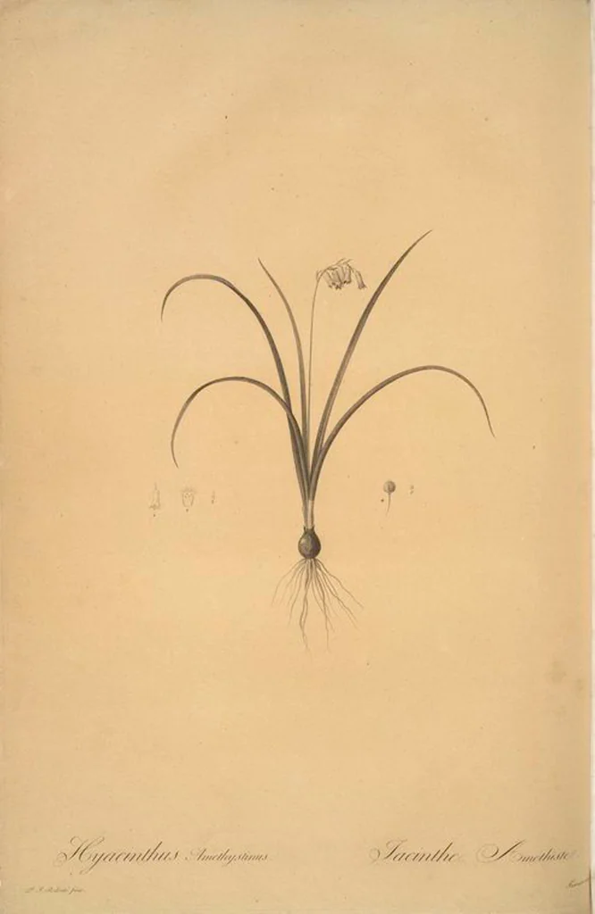 An illustration from Les liliacées, 1805, leaf 16