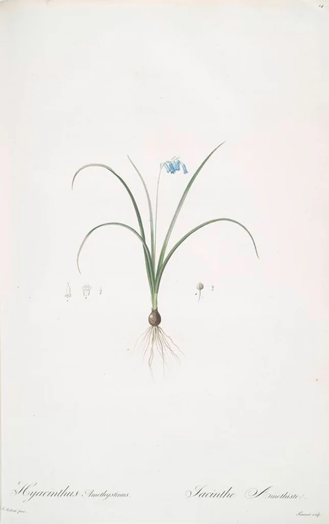 An illustration from Les liliacées, 1805, leaf 16