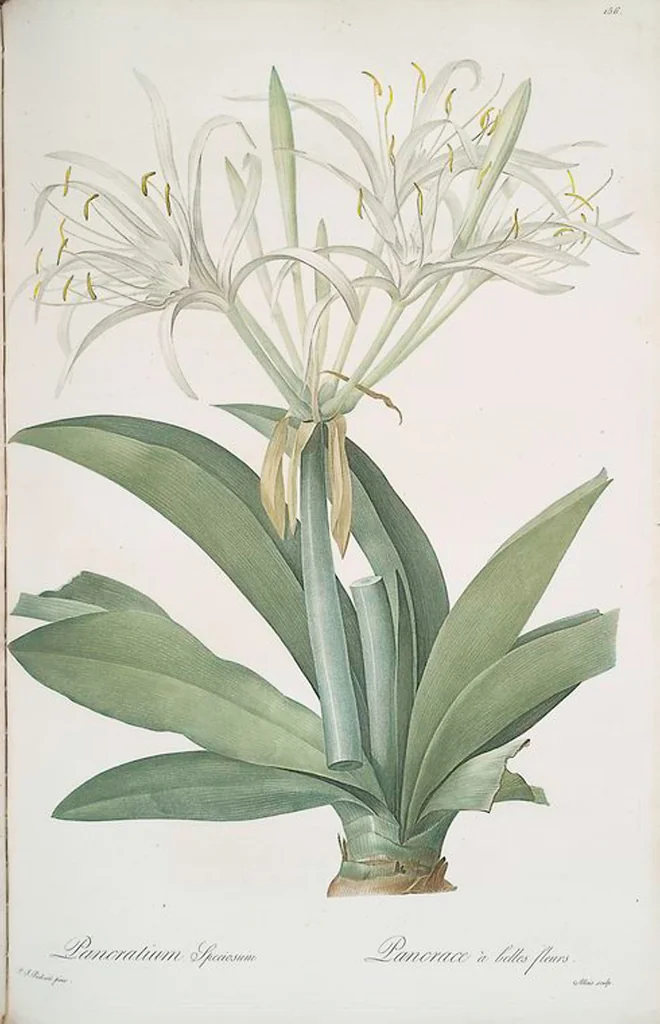 An illustration from Les liliacées, 1805, leaf 160