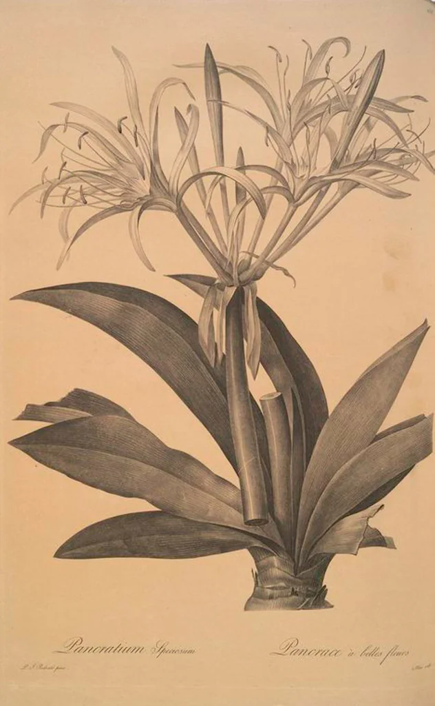 An illustration from Les liliacées, 1805, leaf 160