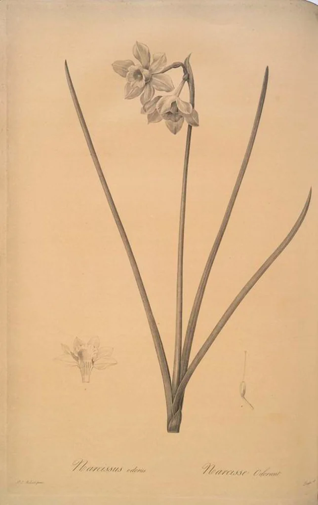An illustration from Les liliacées, 1805, leaf 161