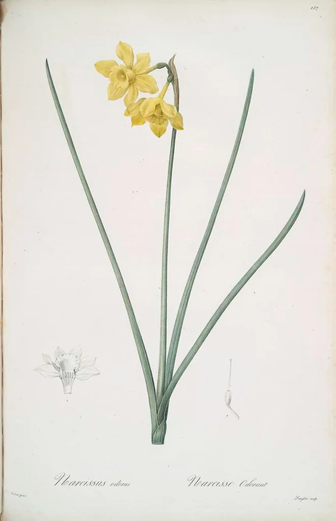 An illustration from Les liliacées, 1805, leaf 161