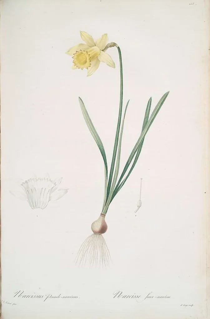 An illustration from Les liliacées, 1805, leaf 162