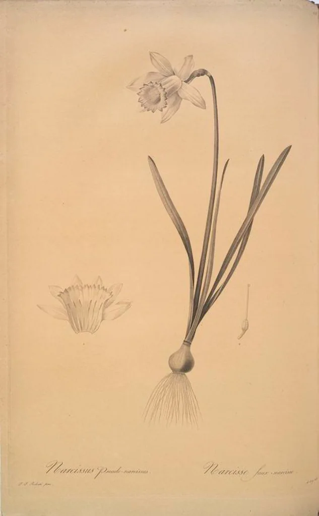 An illustration from Les liliacées, 1805, leaf 162