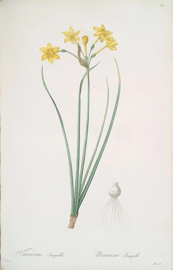An illustration from Les liliacées, 1805, leaf 163