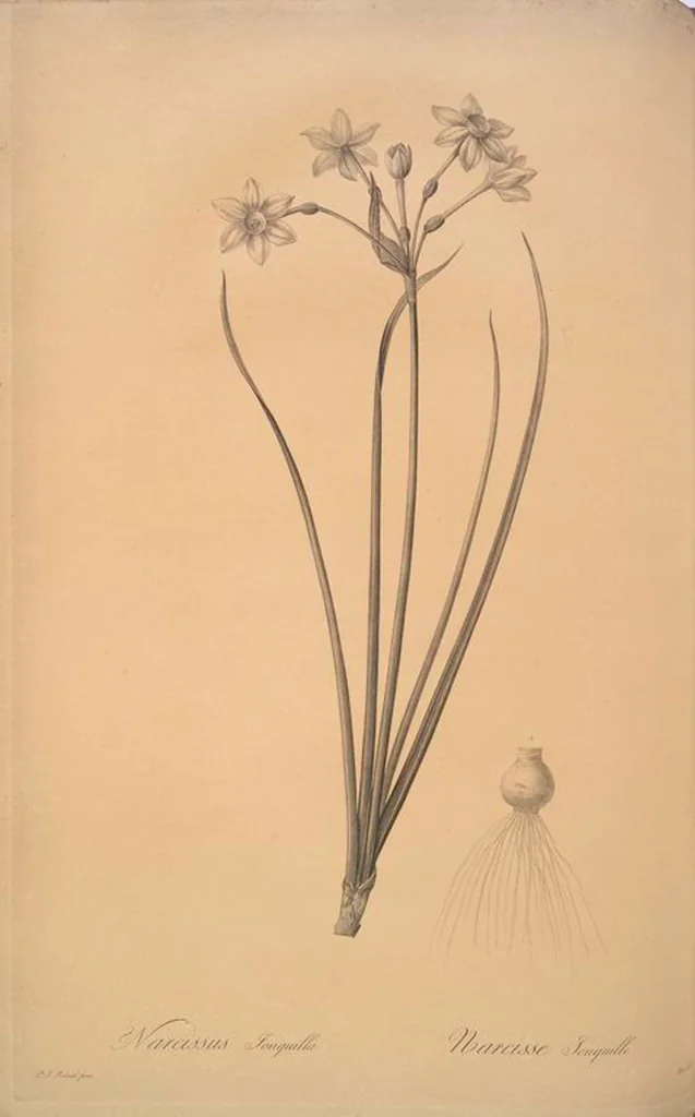 An illustration from Les liliacées, 1805, leaf 163