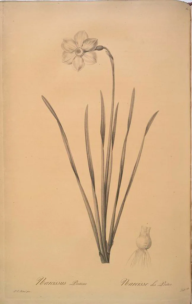 An illustration from Les liliacées, 1805, leaf 164