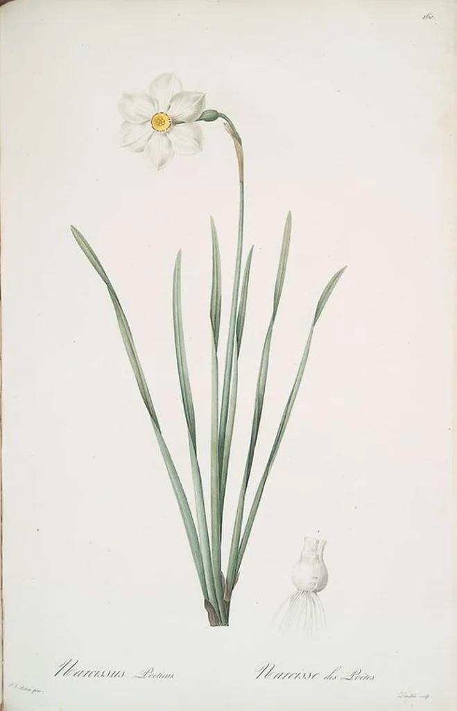An illustration from Les liliacées, 1805, leaf 164